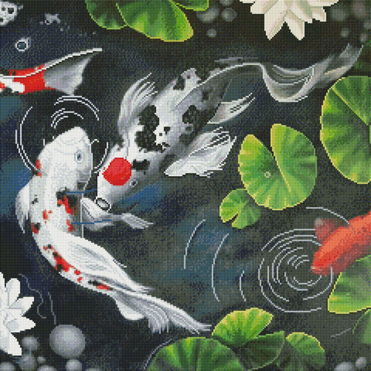 Koi Carp