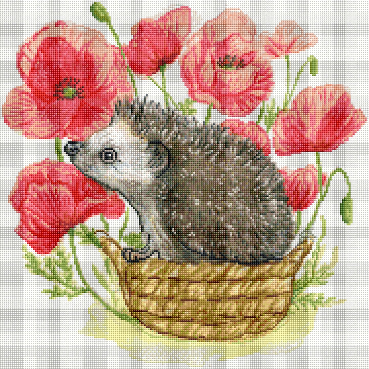 Poppy